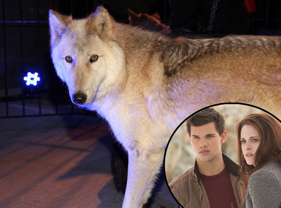 White Wolf, Breaking Dawn White Wolf, Breaking Dawn
